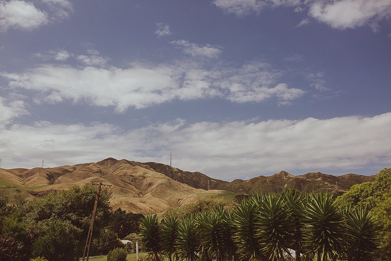 Wellington Wedding Photographer