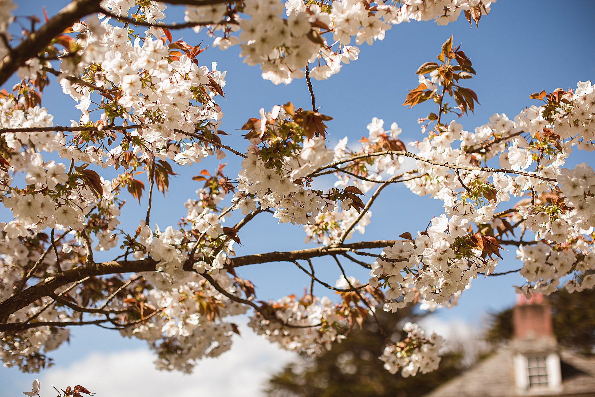 Cherry Blossom